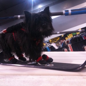 Image From Premier’s New Snowkate Pro
